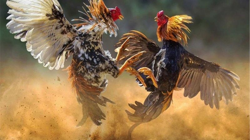 Cao Thủ Chia Sẻ Bí Quyết Nuôi Gà Đá Từ Nhà Cái Uy Tín