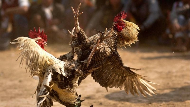 Cao Thủ Chia Sẻ Bí Quyết Nuôi Gà Đá Từ Nhà Cái Uy Tín
