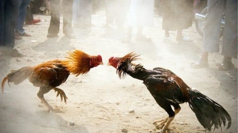 Cao Thủ Chia Sẻ Bí Quyết Nuôi Gà Đá Từ Nhà Cái Uy Tín