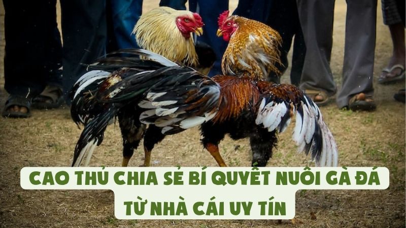 Cao Thủ Chia Sẻ Bí Quyết Nuôi Gà Đá Từ Nhà Cái Uy Tín